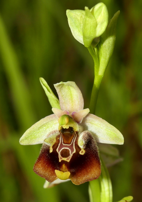 Ophrys lacaitae tra introgressioni e forme ibride  Molise 2023.